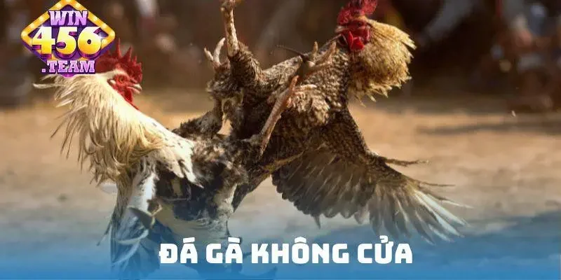 Đá gà không cửa