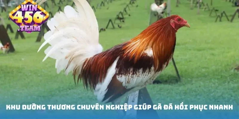 Cách dưỡng thương gà đá chuyên nghiệp giúp gà đá hồi phục nhanh