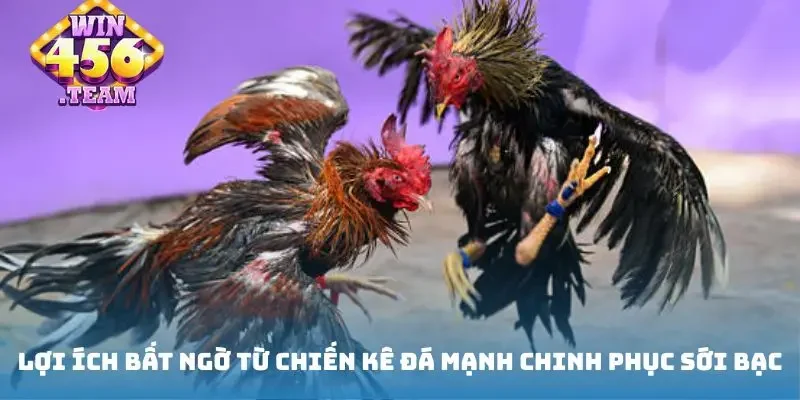 Lợi ích bất ngờ từ chiến kê đá mạnh chinh phục sới bạc