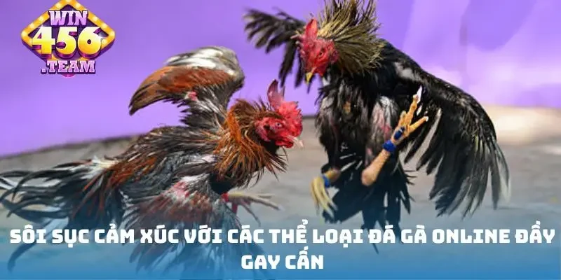Sôi sục cảm xúc với các thể loại đá gà online đầy gay cấn
