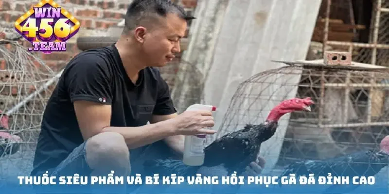 Thuốc siêu phẩm và bí kíp vàng hồi phục gà đá đỉnh cao