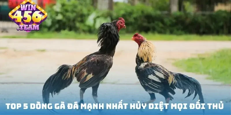 Top 5 giống gà đá mạnh nhất hủy diệt mọi đối thủ