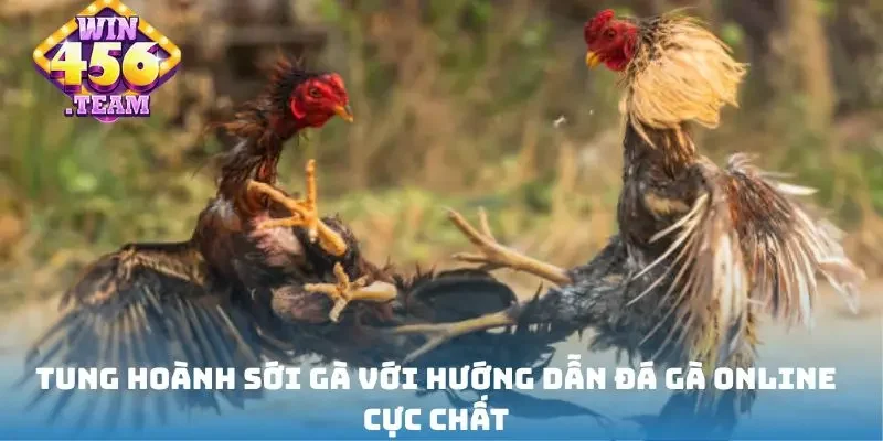 Tung hoành sới gà với hướng dẫn đá gà online cực chất