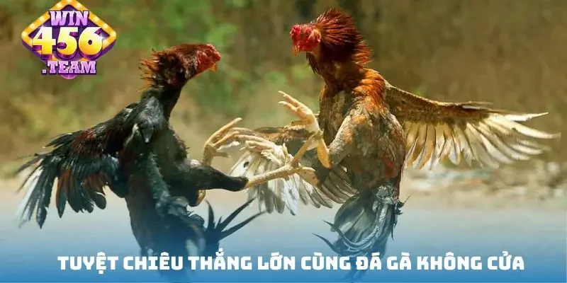 Tiêu chí chọn gà chiến gáy vang đòn độc thần tốc