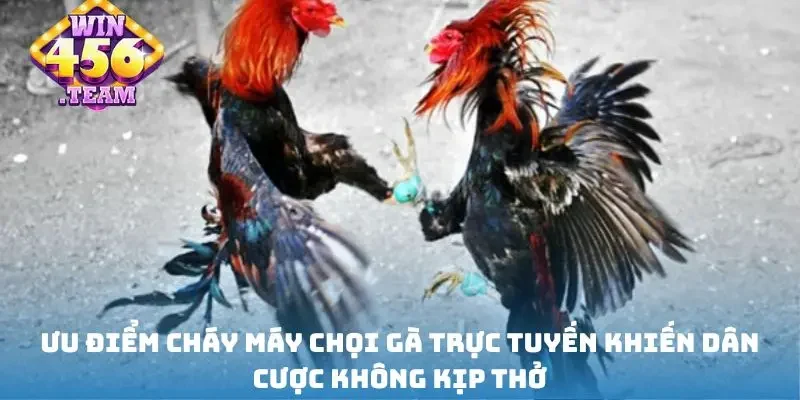 Ưu điểm cháy máy chọi gà trực tuyến khiến dân cược không kịp thở